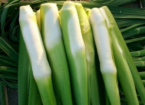 茎菜类蔬菜有哪些?