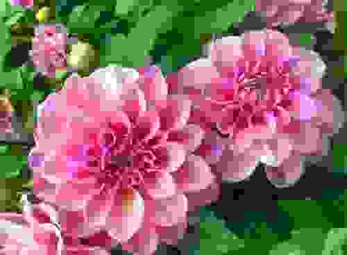 花菜类蔬菜有哪些？