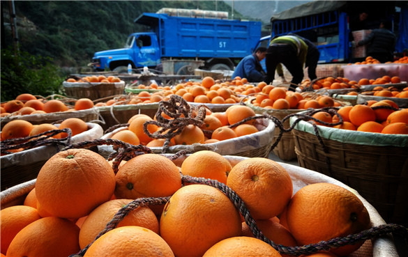 脐橙 脐橙的起源地在哪儿?