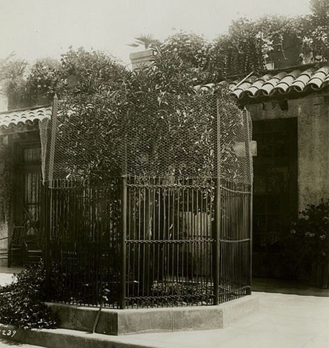 脐橙 脐橙的起源地在哪儿?