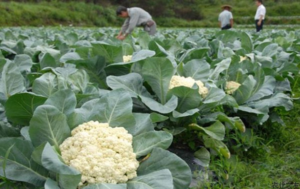 烹饪方式多样的花椰菜为何这般受欢迎？