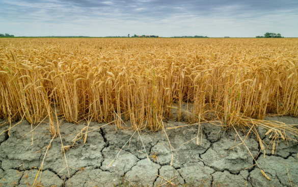气候变化对全球粮食供应不利