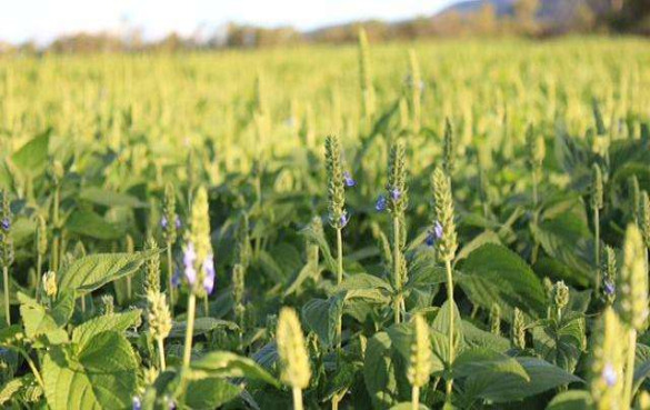 奇亚籽 奇亚籽的功效与作用,奇亚籽怎么吃?