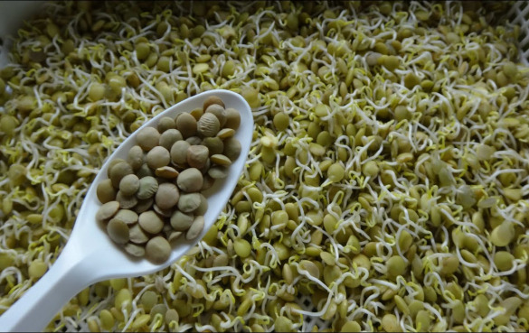 能吃豆芽的种类有哪些？