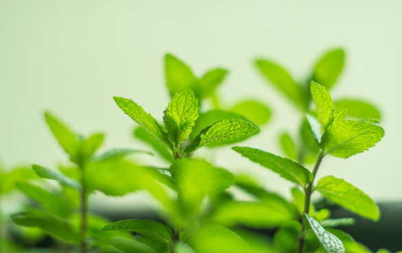 草本植物的营养价值和功效