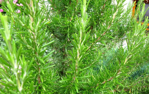 迷迭香 11种美味的调味品,让你少用盐!