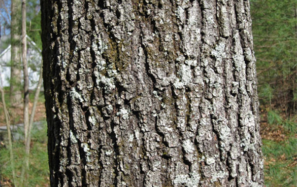 槲树皮的功效与作用，有什么副作用？
