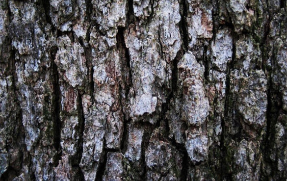 槲树皮的功效与作用，有什么副作用？