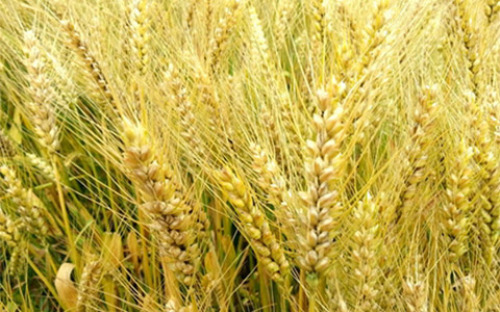 大麦和小麦的区别有哪些？哪个更好？