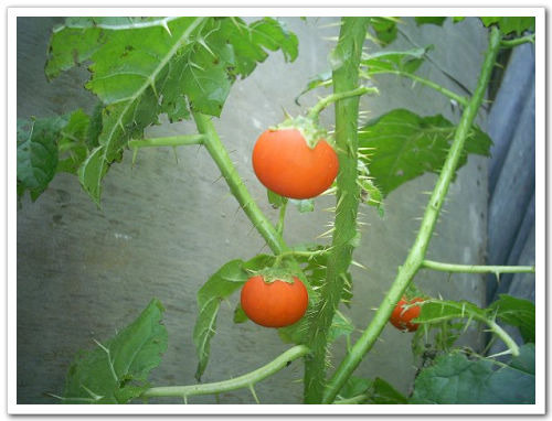 刺茄子的功效与作用，有什么副作用？