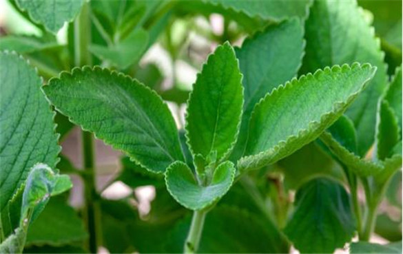 波尔多茶 波尔多茶的功效与作用,有什么副作用?