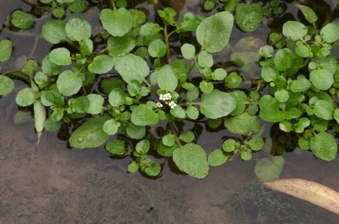 豆瓣菜的营养价值和健康功效