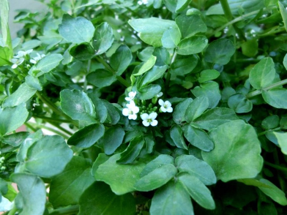 豆瓣菜的营养价值和健康功效