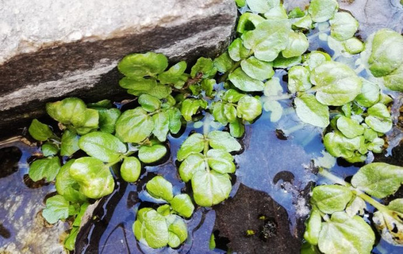 豆瓣菜的营养价值和健康功效