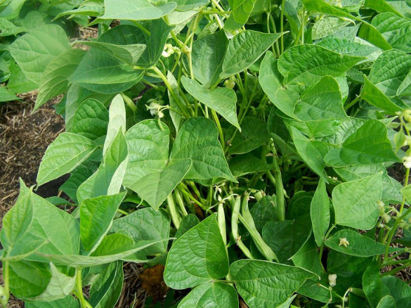 斑豆的营养价值和功效作用