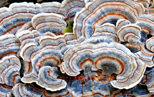 火鸡尾蘑菇能吃吗？云芝的12个惊人功效与作用