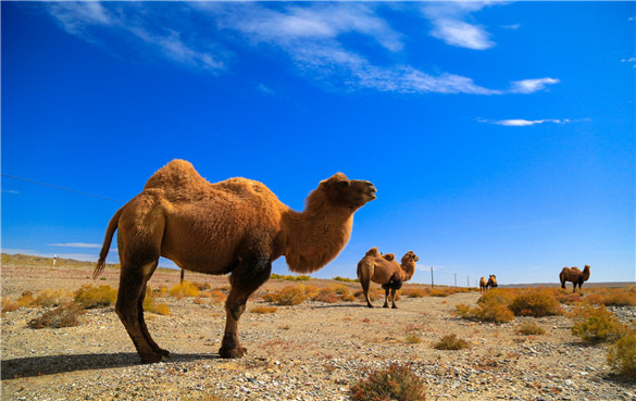 骆驼奶的功效与作用-有什么缺点？