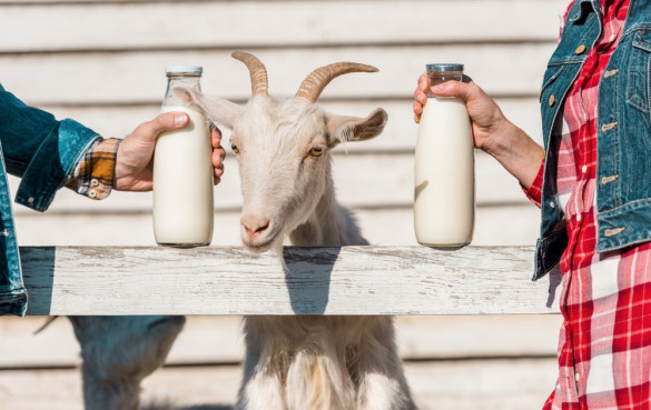 羊奶的营养价值和9个健康功效与作用