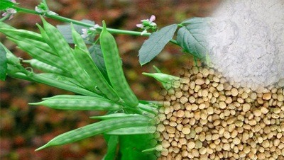 瓜尔胶是什么？吃了瓜尔豆胶对身体有害吗？